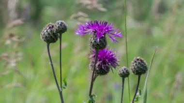 Rüzgarda sallanan thistle çiçek
