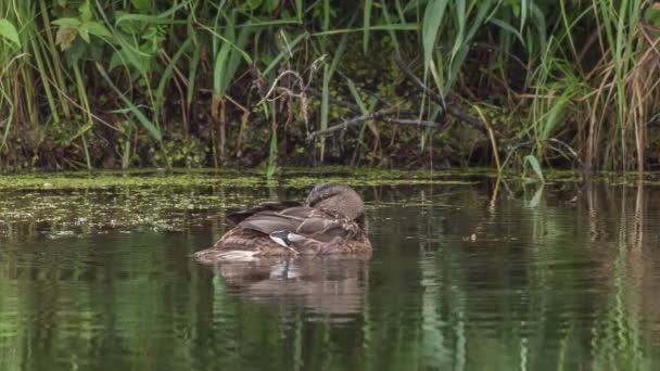 Mallard rust op het water — Stockvideo