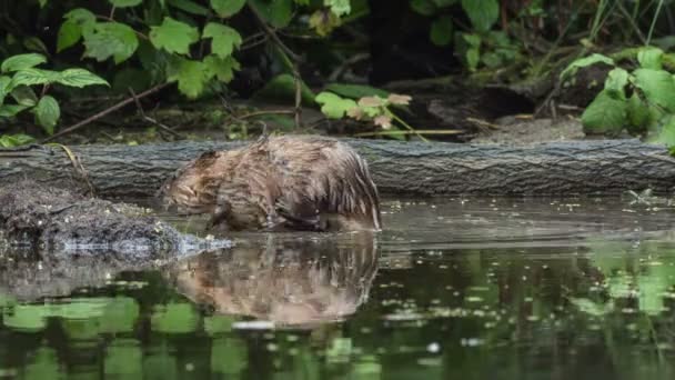 Мускрат в воде питается водной растительностью — стоковое видео