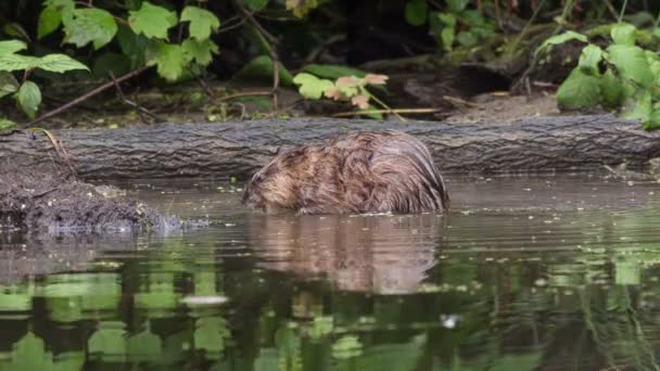 Le rat musqué dans l'eau mange de la végétation aquatique — Video