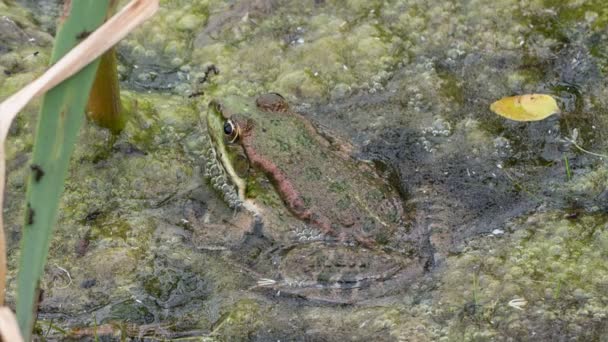 La rana verde se disfraza entre el sudor del pantano — Vídeos de Stock