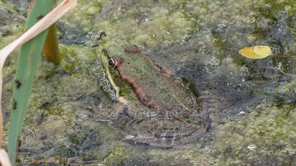 A zöld béka álcázza magát, többek között a marsh szivárog — Stock videók