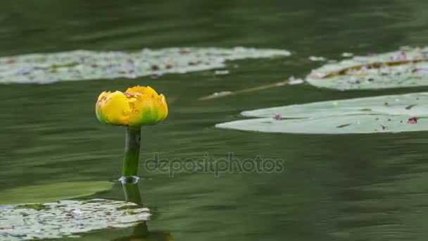 Flor amarilla de lirio en el viejo estanque — Vídeo de stock