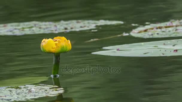 fleur jaune de lis dans le vieil étang 