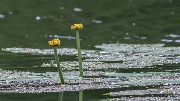 Gele bloem van lelie in de oude vijver — Stockvideo