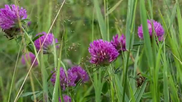 Rödklöver blommor gunga i vinden — Stockvideo