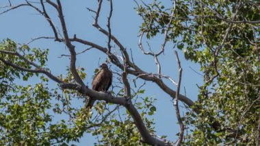 Siyah bir uçurtma bir kuru bir ağaç dalına oturur