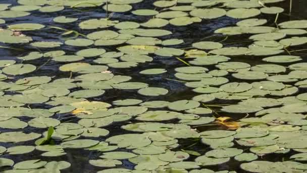 Листья водяных лилий на воде, панорама — стоковое видео