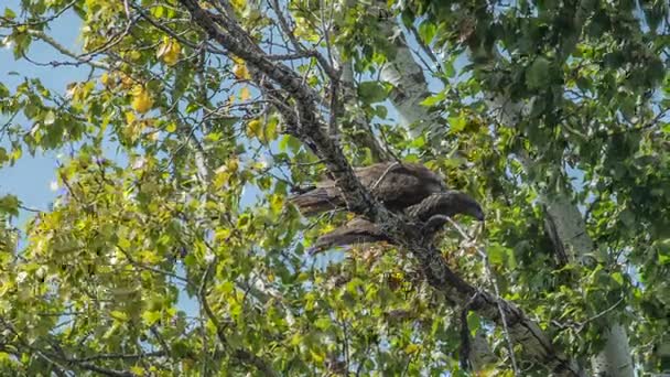 Deux cerfs-volants noirs sont assis sur une branche sèche d'un arbre — Video