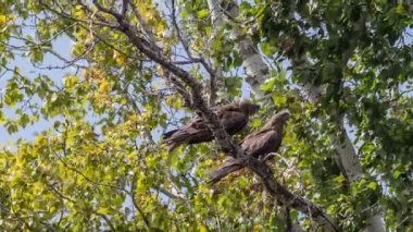 İki siyah uçurtma bir kuru bir ağaç dalına oturuyorsun
