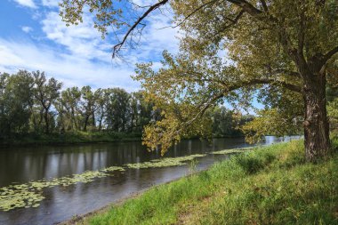 Güzel yaz yatay, bir nehir ve nilüferler