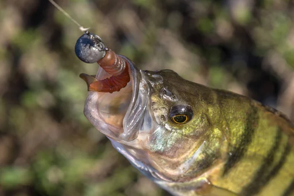 Perch caught on artificial bait — Stock Photo, Image