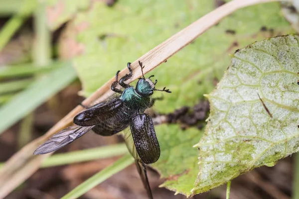 Ein Käfer mit offenen Flügeln kriecht an einem Grashalm entlang — Stockfoto