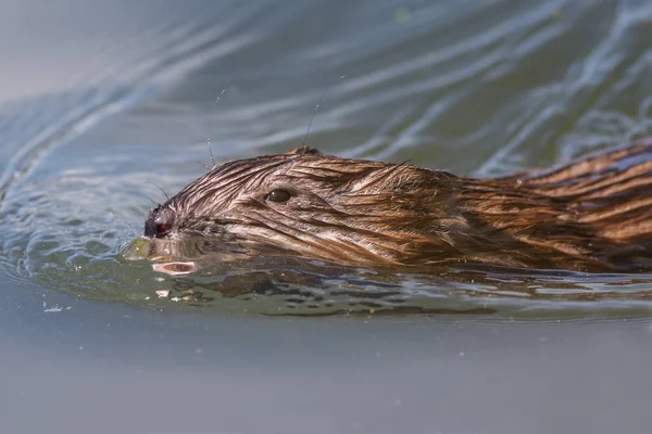 Hoofd van de zwevende muskusrat close-up — Stockfoto