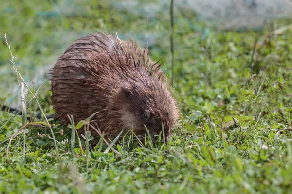 Le rat musqué mange de l'herbe verte jeune — Photo