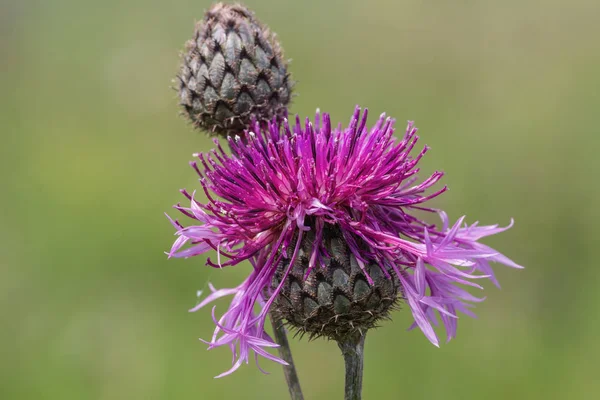 Thistle bloem close-up op onscherpe achtergrond — Stockfoto