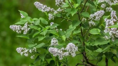  rüzgarda sallanan çiçek leylak