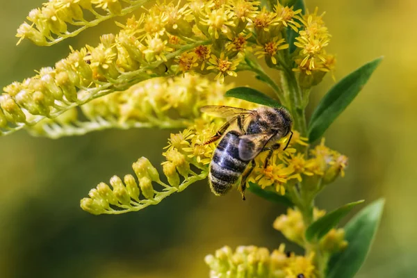 The bee collects honey on yellow mimosa flower — Stock Photo, Image