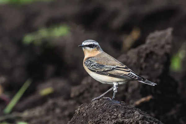 Ein Steinschmätzer (oenanthe oenanthe) sitzt auf der Erde — Stockfoto