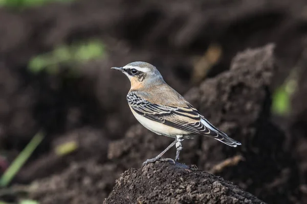 Wheatear, (Oenanthe oenanthe), sits on the earth — стоковое фото