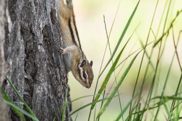그들의 자연 서식 지에서 다람쥐 — 스톡 사진