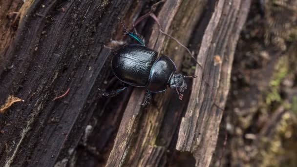 Leaf beetle creeps along the trunk of a tree — Stock Video