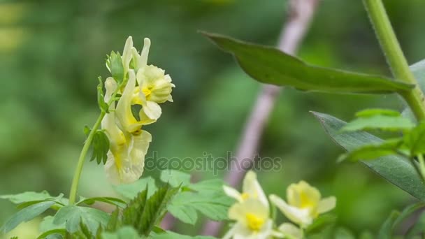 普通 toadflax (柳) 在风的阵风下摇曳 — 图库视频影像