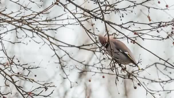 连 (Bombycilla garrulus) 在一个野生苹果 — 图库视频影像