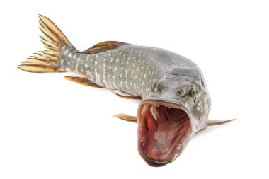 Beyaz arka plan üzerinde izole açık çene ile pike