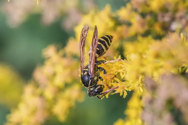 Digger-wasp collects nectar — Stock Photo, Image