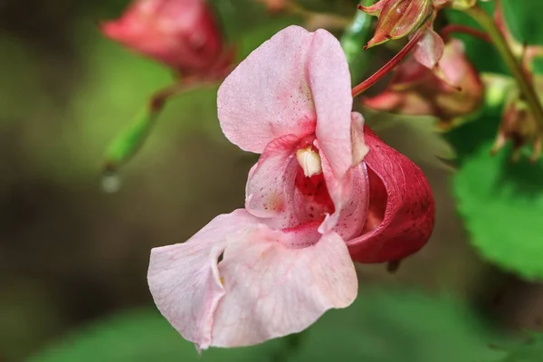 Rouge fleur snapdragon gros plan — Photo