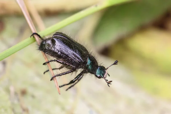 Escarabajo negro se arrastra sobre una brizna de hierba — Foto de Stock
