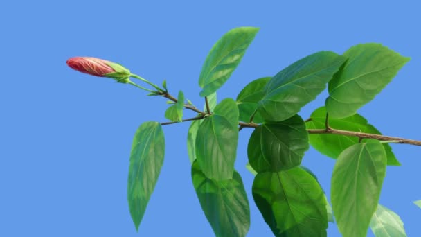 Hibisco Rojo Florece Sobre Fondo Azul Timelapse — Vídeos de Stock