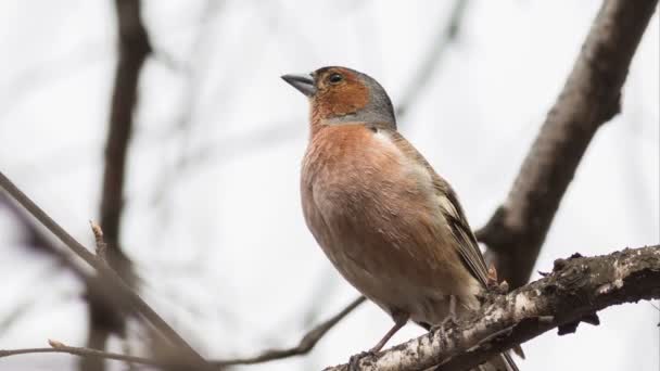 Pinson Chante Chanson Assise Sur Une Branche Arbre — Video