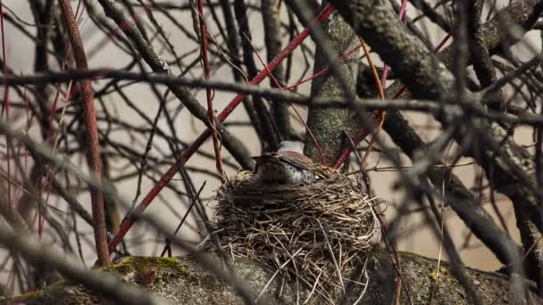Fieldfare Turdus Pilaris Incubates Eggs Her Nest — Stock Video