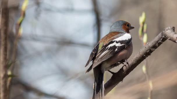 Chaffinch Sits Tree Branch — Stock Video