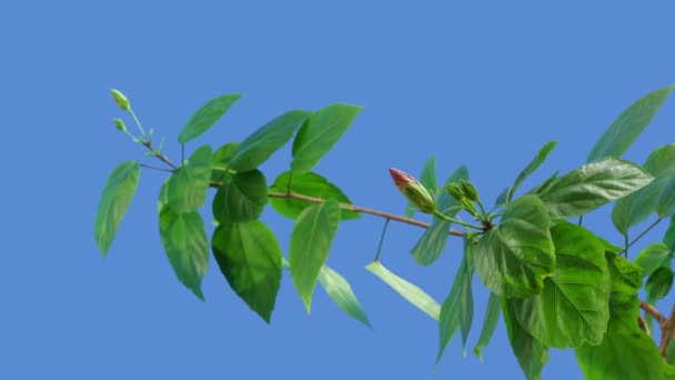 Hibisco Rojo Florece Sobre Fondo Azul Timelapse — Vídeo de stock