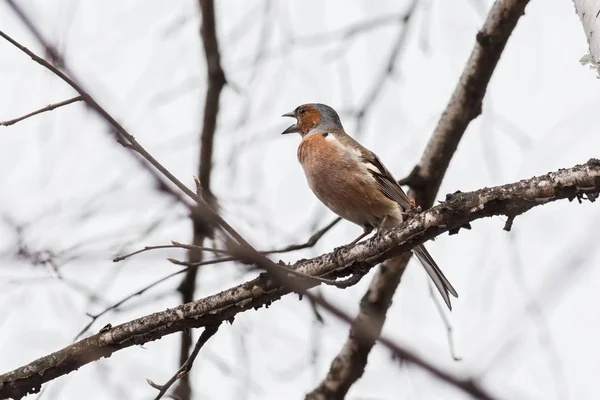 Le pinson chante la chanson assise sur une branche d'arbre — Photo