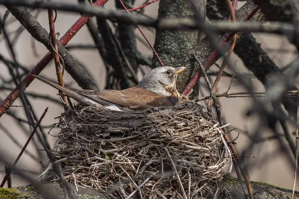 Fieldfare, (turdus pilaris) yuvasına yumurtalar kuluçkaya — Stok fotoğraf