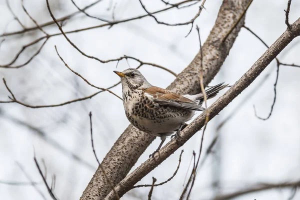 Kwiczoł, (turdus pilaris) siedzi na gałęzi — Zdjęcie stockowe