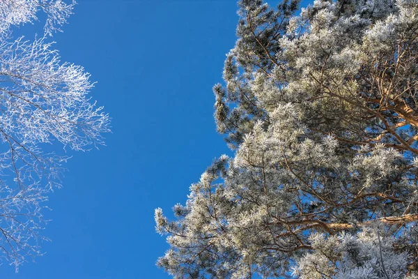 Albero di pino — Foto Stock