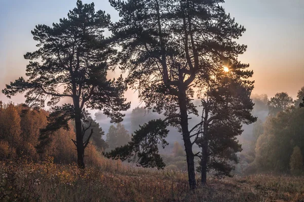 Morgon i skogen — Stockfoto