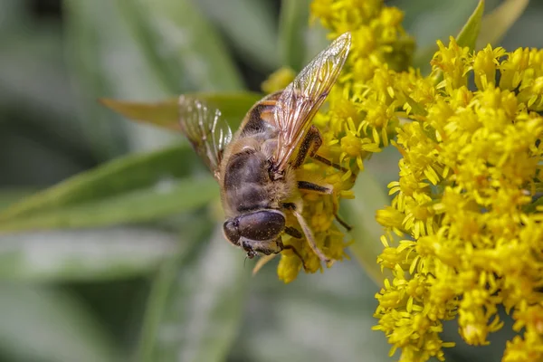 Eristalis tenax — Stock fotografie