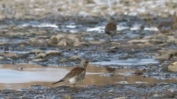 Fieldfare Alimenta Insectos Cerca Fuentes Agua Congeladas Invierno — Vídeo de stock