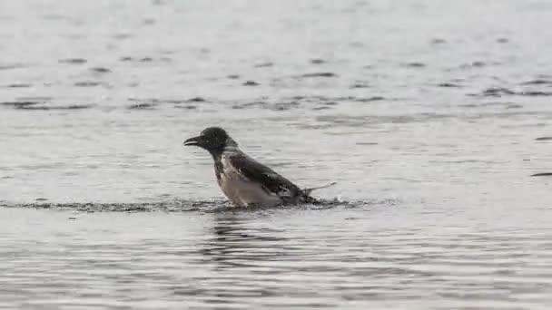 灰乌鸦在河里洗澡 — 图库视频影像