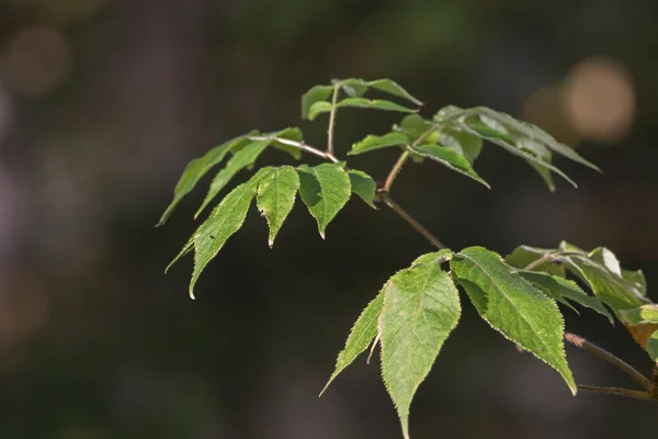 Vestiging — Stockfoto