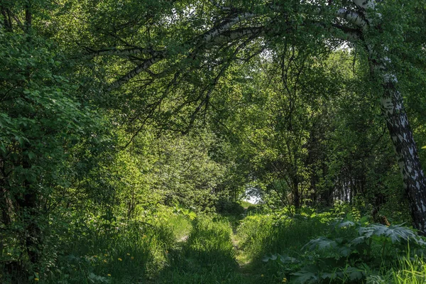 Zomer landschap — Stockfoto