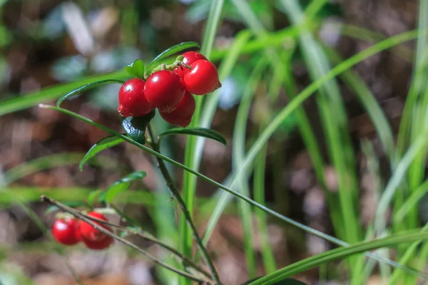 Preiselbeere — Stockfoto