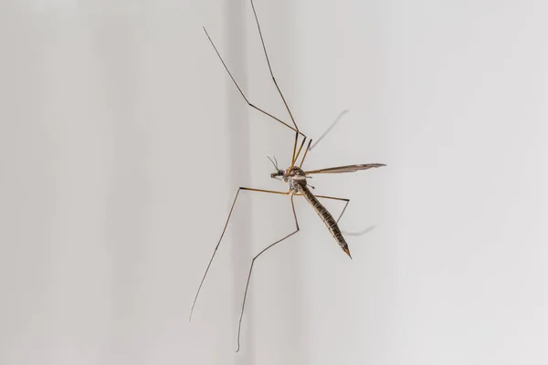Довгоногий комар — стокове фото
