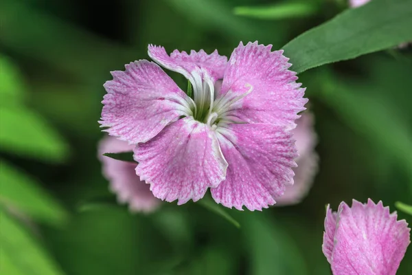 Goździk kwiaty Chinensis — Zdjęcie stockowe